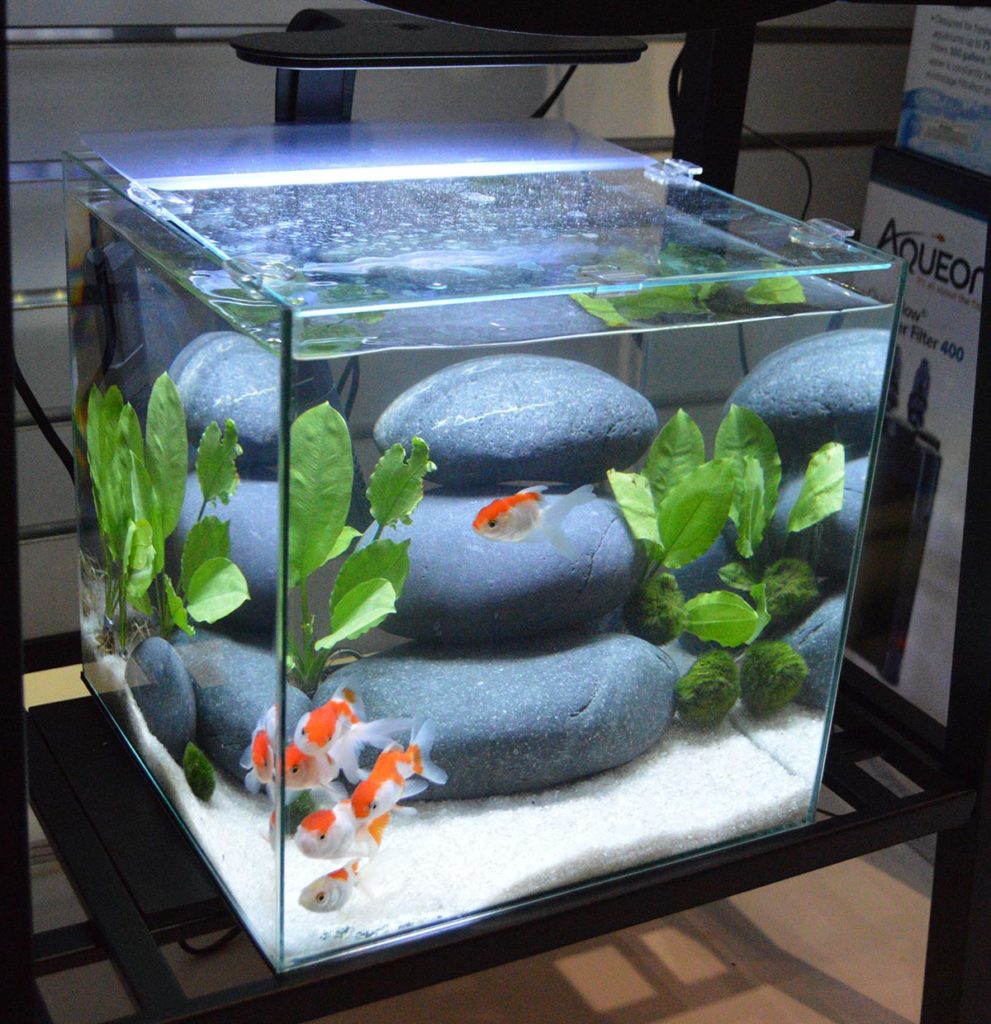 Underneath the larger rimless aquarium from Aqueon, we found this smaller rimless cube tank with goldfish.