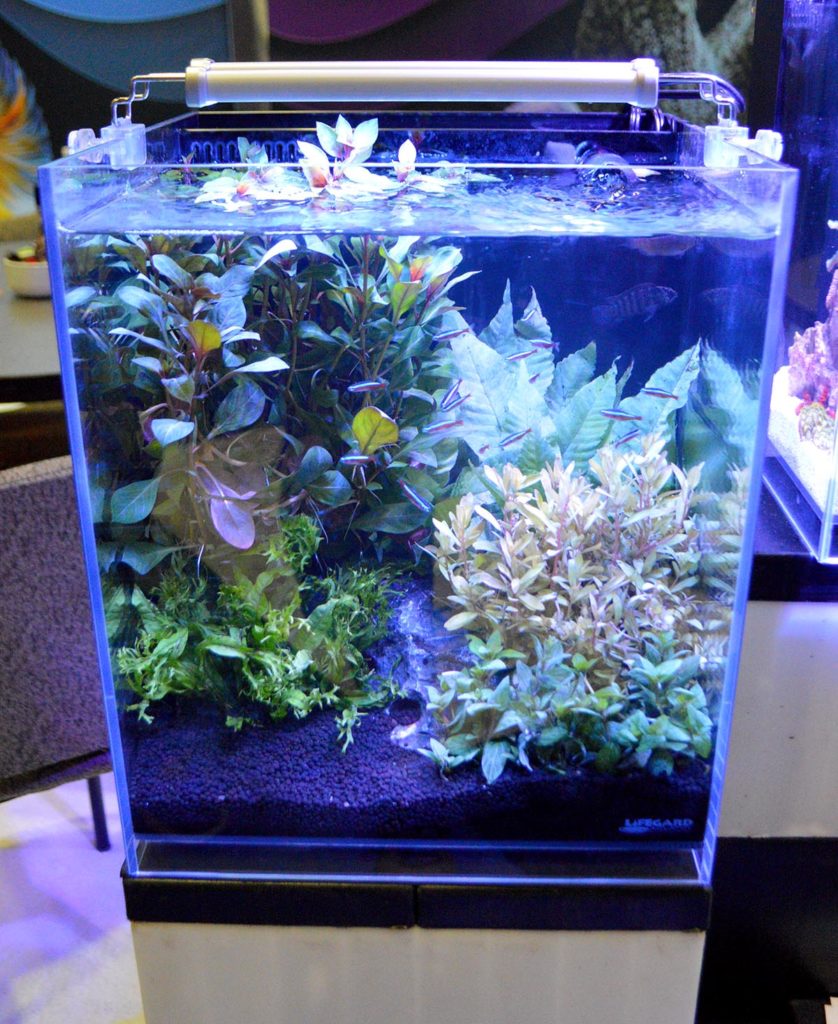 One last look at this Elevated Aquarium from Lifegard Aquatics.