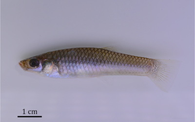 Ninth Endemic Livebearer of Lake Miragoâne: Limia mandibularis