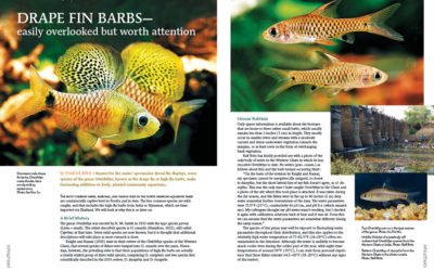 AMAZONAS Magazine “BOISTEROUS BARBS” Inside Look!