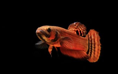 VIDEO: Details of Betta macrostoma mating and breeding