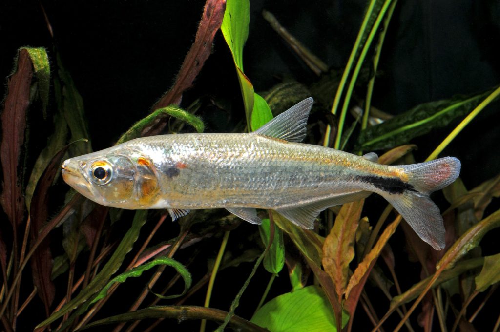 A Brycon imported as "Brycon cephalus", courtesy Nautilus Tropical Fish Wholesale.