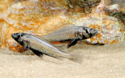 In The Trade: Haplochromis thereuterion