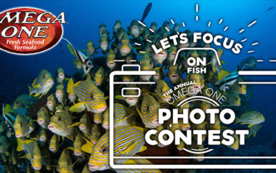 Let’s Focus on Fish: Omega Sea’s 2020 Photo Contest