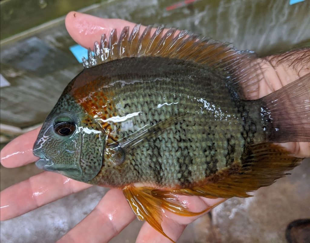 Peruvian Rainbow Severums arrived this week at Nautilus Tropical Fish Wholesale in Plant City, FL.