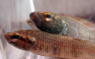 New Species of Hill-Stream Betta