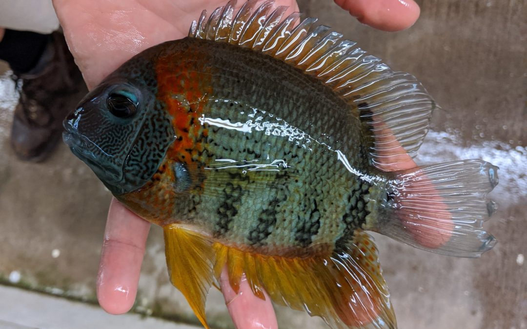 In the Trade: Rainbow Severums