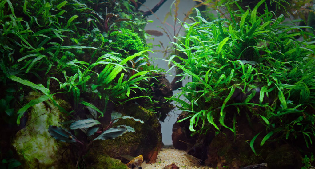 A thriving and lush aquarium can be challenging to create and maintain, but bringing a living work of art into a commercial space is worth all the effort.