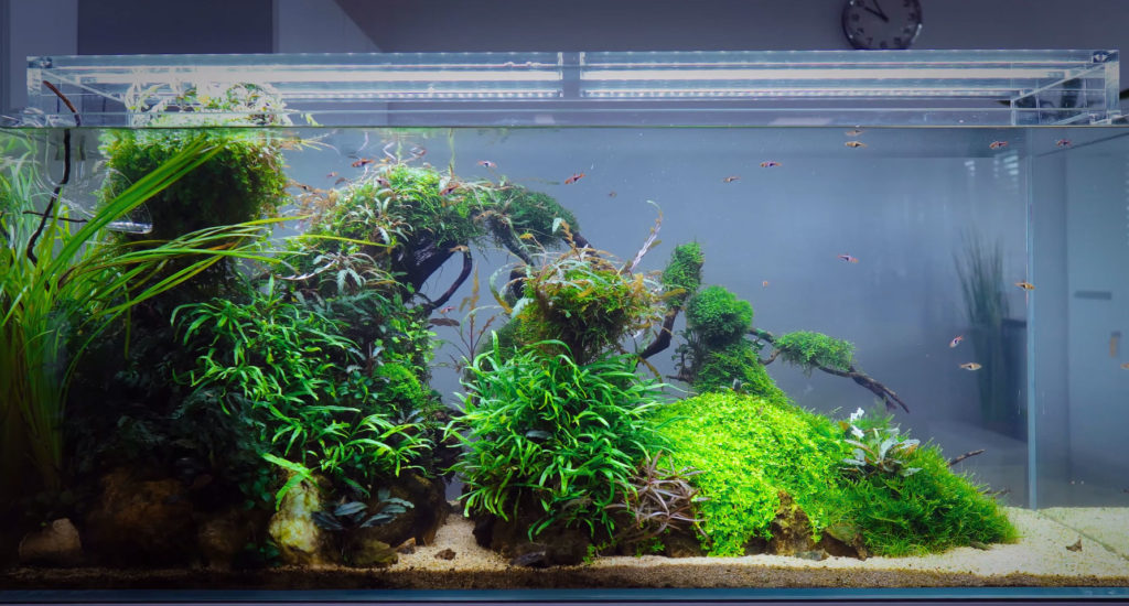 Green Aqua has clearly mastered the task of placing a beautiful planted aquarium into a commercial setting.