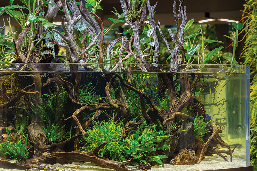 Aquascaping: Aquarium meets terrarium in the Japanese-inspired design  practice - Los Angeles Times