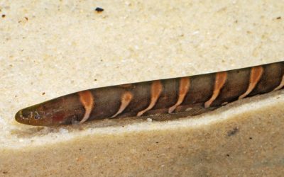 In The Trade:  Gymnotus Tiger Knifefish From Peru