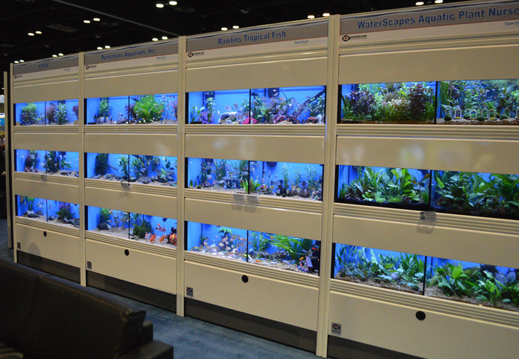 Florida, in particular, is the main hub of ornamental fish production in the US. Shown here, a small portion of the Aquatics Lounge display, organized by the Florida Tropical Fish Farmers Association (FTFFA) at the 2020 Global Pet Expo in Orlando, FL, just before the COVID-19 Pandemic started to shut everything down.