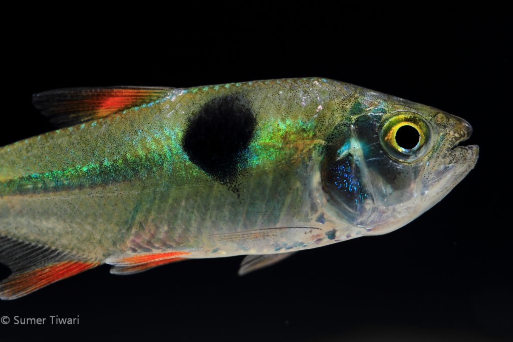 This closeup reveals the amazing iridescence colors this species possesses. 