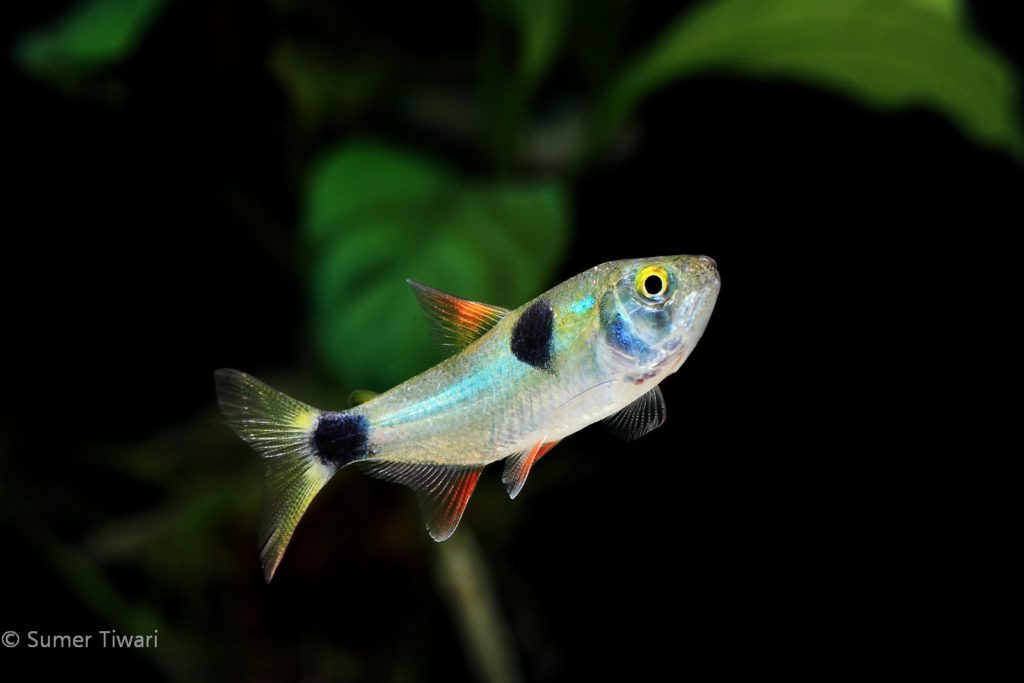 Like other tetra species, they do like to be in a group of 6 or more fish. Try not to mix them with other docile species of fish.