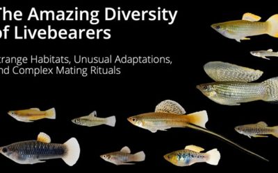 The Amazing Diversity of Livebearers—Free Online Event