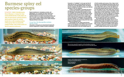 AMAZONAS Magazine “SPINY EELS” Inside Look!