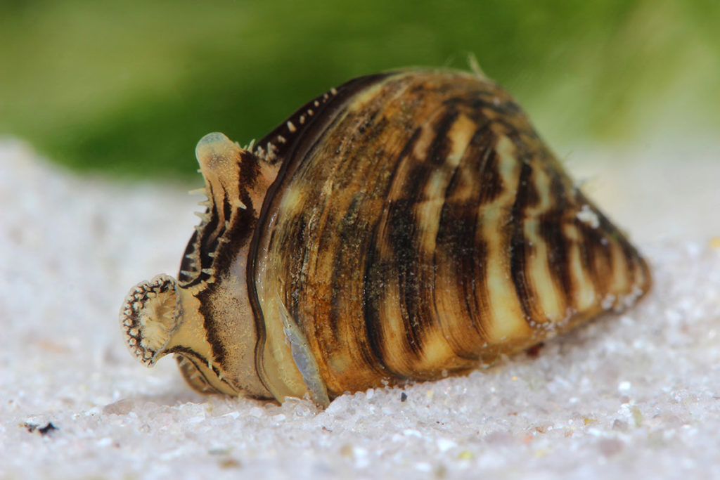 Invasive zebra mussels (Dreissena polymorpha) have now been confirmed as contaminants in marimo moss balls in seven states. It appears that contaminated marimo balls were imported from Ukraine, and distributed to pet shops nationwide. Image credit: Vitalii Hulai/Shutterstock