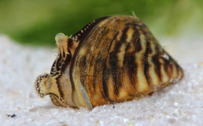 PIJAC UPDATE: Zebra Mussel Problem Growing in Scope