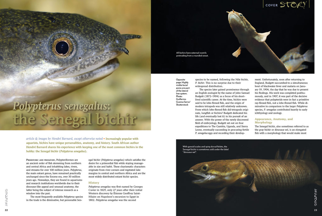 Increasingly popular with aquarists, bichirs have unique personalities, anatomy, and history. South African author André Barnard shares his experience with keeping one of the most common bichirs in the hobby: the Senegal bichir (Polypterus senegalus).