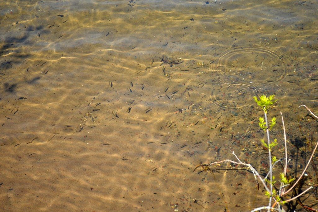 The shallow, sandy shoreline of Square Lake was teeming with small fishes.