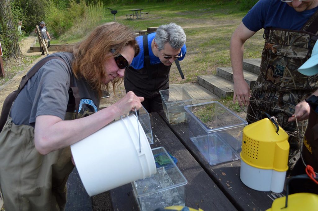 Fishing at Square Lake actually concluded rather quickly with hundreds of fishes caught. Here, Jenny Kruckenberg pours some of the catch into small, clear containers for observation, photographing, and sorting.