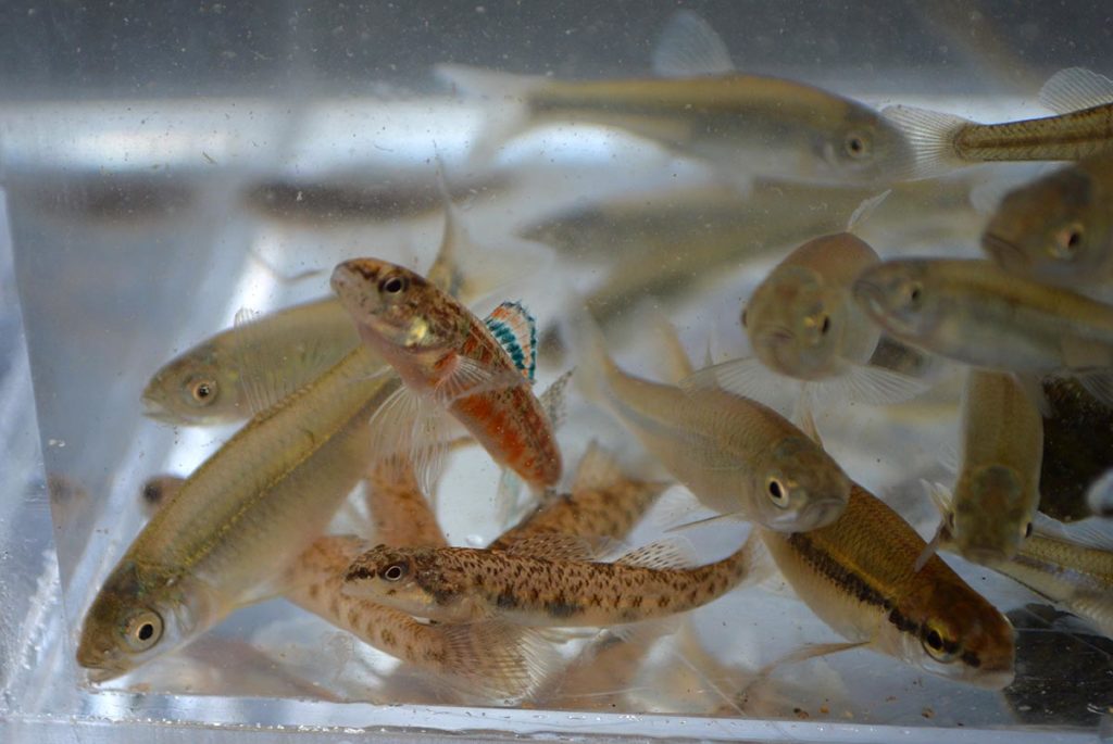 Close up: several spotfin shiners (Cyprinella spiloptera), a bluntnose minnow (Pimephales notatus, exhibiting a black horizontal stripe), a brightly-colored male Iowa darter (Etheostoma exile), and a couple Johnny darters (Etheostoma nigrum).