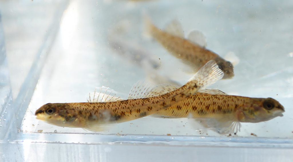 Johnny darters (Etheostoma nigrum) are one of the more widespread darter species, and even show up in the aquarium trade as rare hitchhiking contaminants mixed in live feed items such as ghost shrimps. While not one of the colorful darter species, they make good aquarium inhabitants and are well suited to unheated tanks.