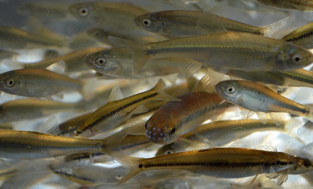 A mature bluntnose minnow (bottom center, facing the camera) exhibits temporary breeding tubercles on his snout.