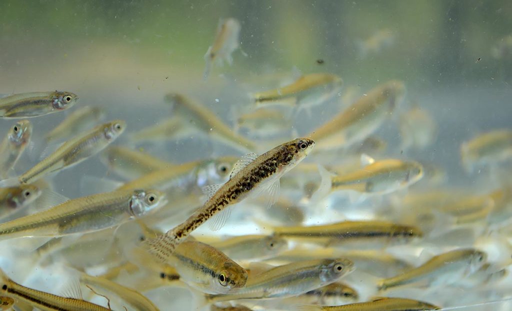 A female Iowa darter briefly swims in the water column above the numerous minnows and shiners.