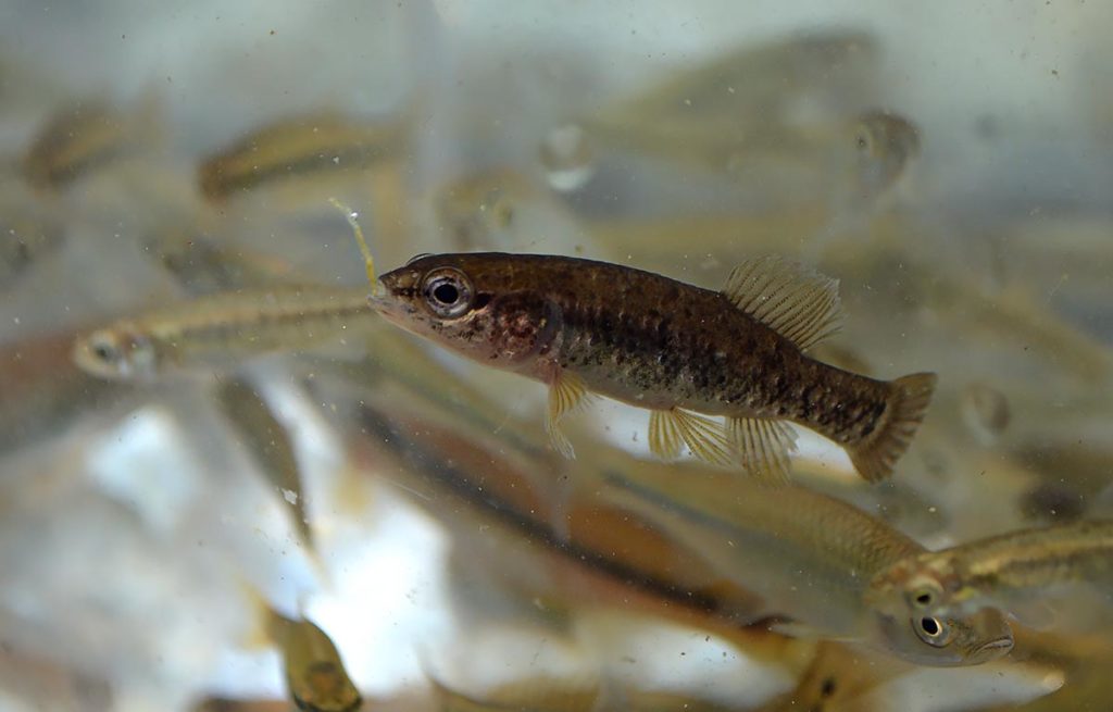Another, slightly smaller central mudminnow was collected in Square Lake. We had hoped to try this species out in our aquariums, but with only three to go around, we didn't want to be greedy! Maybe next time (or we'll catch some ourselves this summer)!