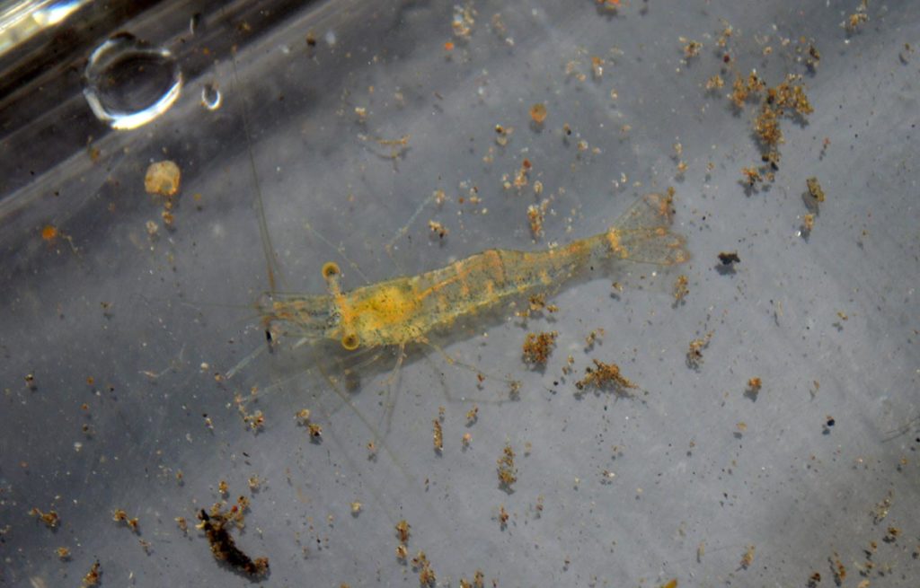 Even some ghostly, transparent freshwater shrimp were collected at Square Lake!