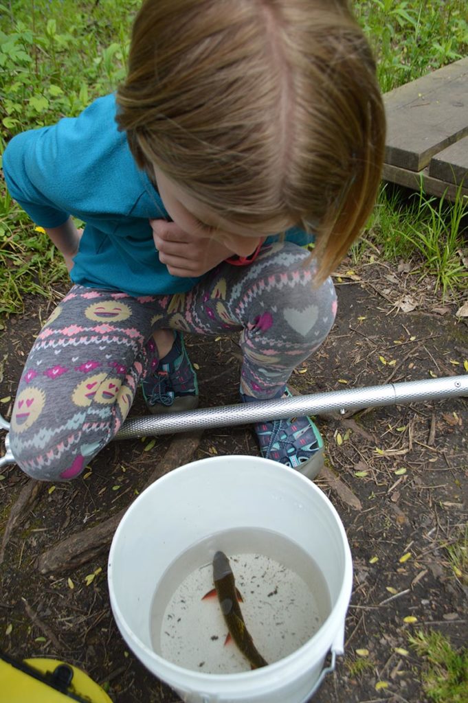 Audrey examines a brook trout, Salvelinus fontinalis, one of two that were slightly inconvenienced during all the darter hunting!
