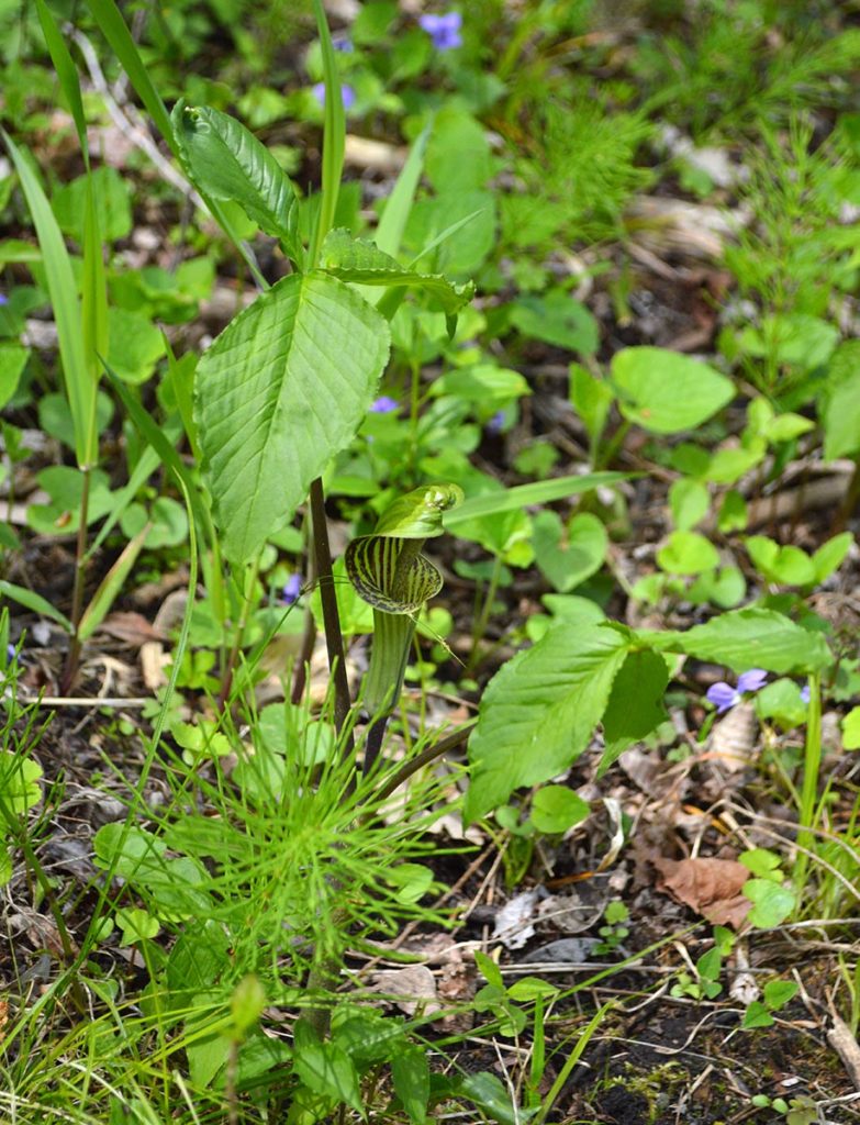 Jack-in-the-Pulpits (Arisaema triphyllum) where in bloom, but were easily overlooked given the excitement and frenzy of the darter hunt!