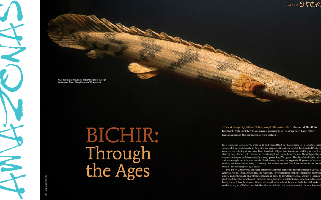 VIDEO Inside Look: AMAZONAS Magazine “FOSSIL FISHES”