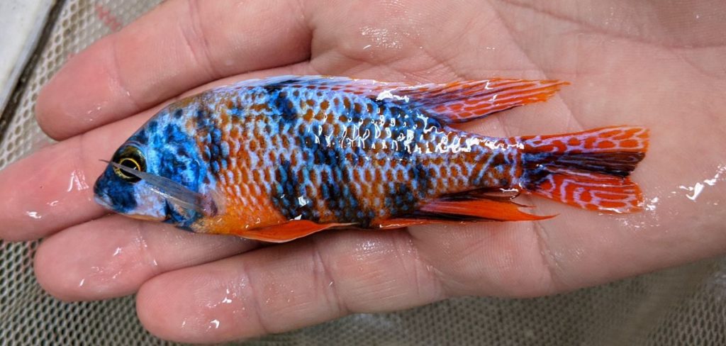 The intense coloration of this hybridized "OB Red Empress" is sure to draw admiration from some aquarists.