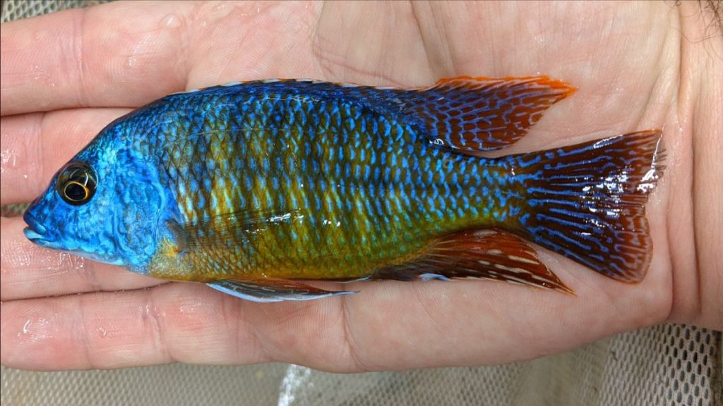 A new man-made hybridized Haplochromine cichlid, dubbed the "Tequila Sunrise Hap", showed up in the aquarium trade this week. Image courtesy Nautilus Tropical Fish Wholesale.