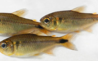 New Yellow Moenkhausia Tetra Species Described