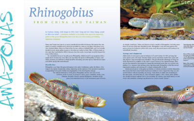 VIDEO Inside Look: AMAZONAS Magazine “GUDGEONS & GOBIES”