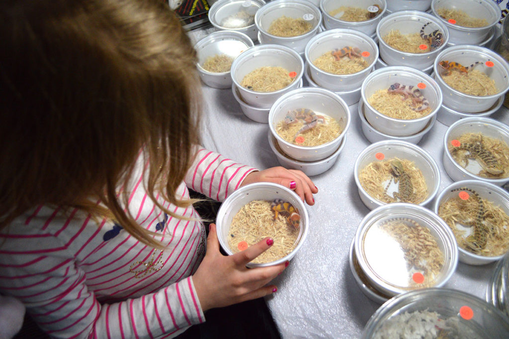 The author's daughter, Audrey Pedersen, examines a young captive-bred Leopard Gecko, Eublepharis macularius, one of only 11 species of lizards allowable under proposed new pet regulations for the city of Winnipeg, Manitoba, Canada.