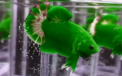 VIDEO: UNBELIEVABLY Viral Green Hulk Betta