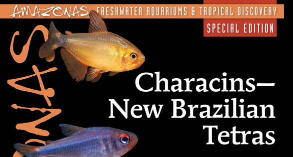 CHARACINS: the First-Ever AMAZONAS Magazine Special Edition