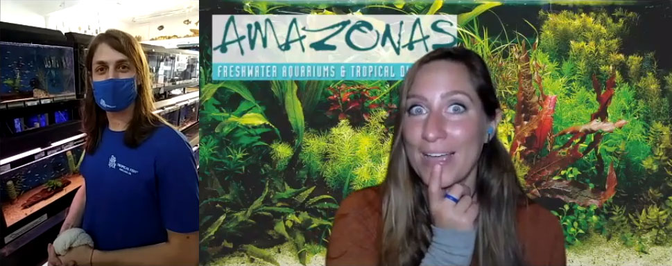 VIDEOS: AMAZONAS Interviews The Wet Spot Tropical Fish