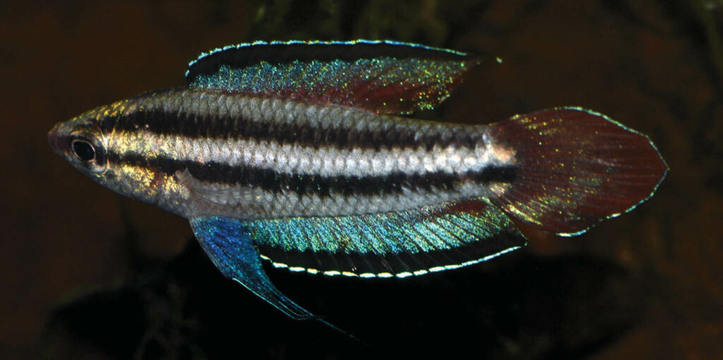Parosphromenus kishii, about 35 mm SL, male, from the type locality, live coloration. Image credit Whentian Shi et al. CC BY-NC 4.0