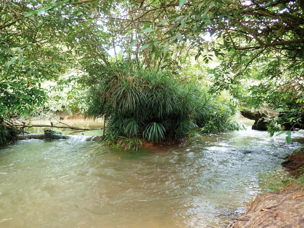 Photograph of type locality of Parosphromenus kishii in Kalimantan Tengah, a clear water river running through an oil-palm plantation, Apr. 2019.  Image credit: Whentian Shi et al. CC BY-NC 4.0 