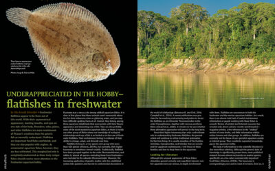 AMAZONAS Magazine “FRESHWATER FLATFISHES” Inside Look!