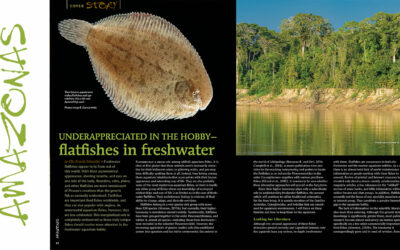 VIDEO Inside Look: AMAZONAS Magazine “FRESHWATER FLATFISHES”