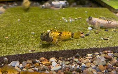 VIDEO: Dance of the Pygmy Sculpins