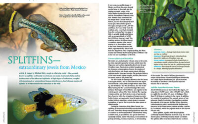 AMAZONAS Magazine “Goodeids of North America” Inside Look!