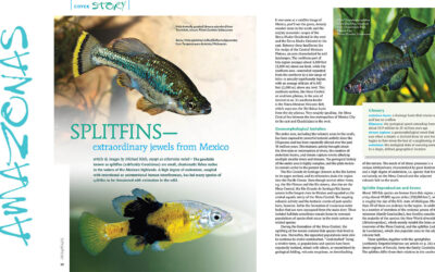 VIDEO Inside Look: AMAZONAS Magazine “GOODEIDS OF NORTH AMERICA”