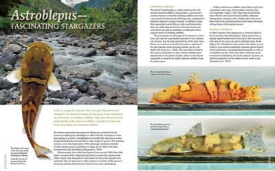 AMAZONAS Magazine “STELLAR STARGAZERS” Inside Look!